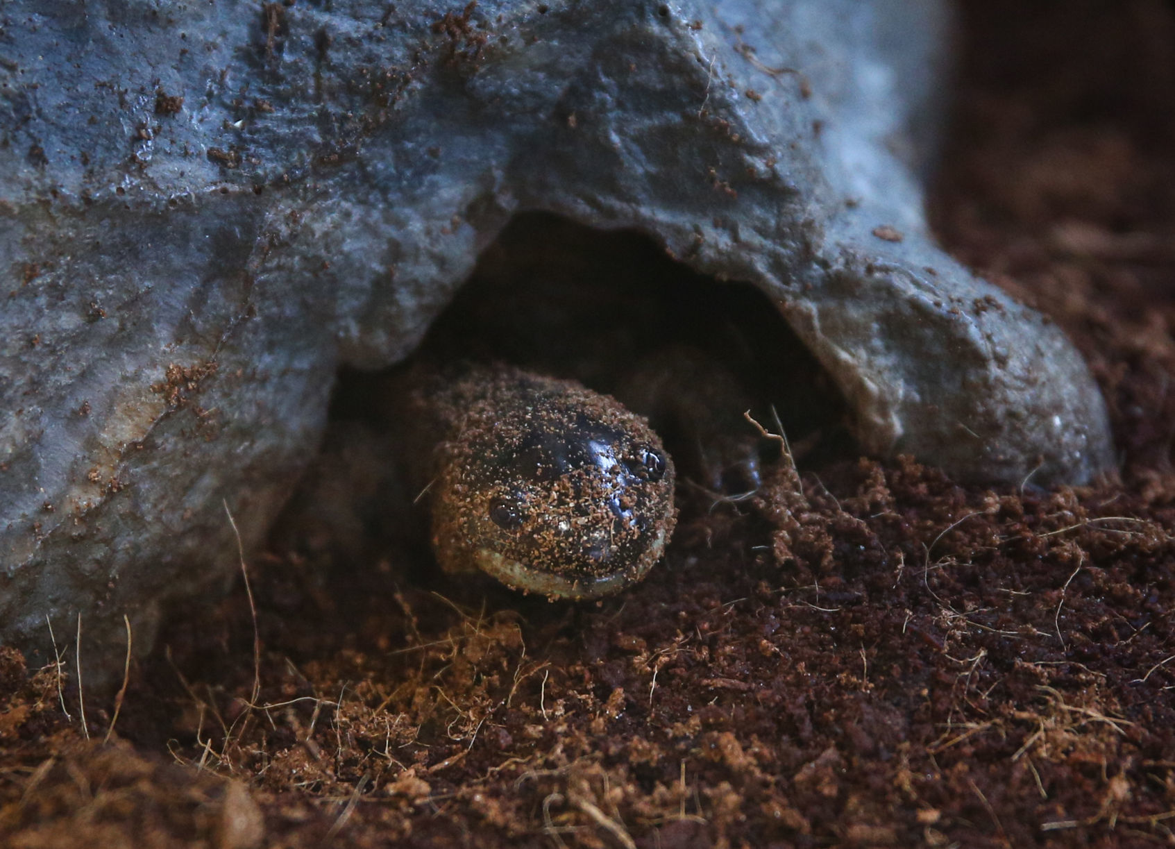 Salamander at Lime Creek